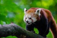 Red Panda (29120288913).jpg