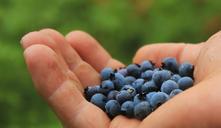 blueberries-harvest-collect-pick-801571.jpg