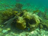 underwater-coral-fish-ocean-water-1221176.jpg