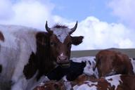 dairy-cow-inner-mongolia-prairie-1595713.jpg