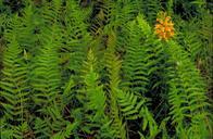 Close view of cluster of orange yellow orchid blossoms on stem in ferns.jpg