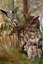 owl-raptor-animals-wild-849344.jpg