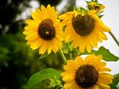 sunflowers-suns-yellow-flowers-1183487.jpg