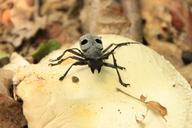 beetle-black-bug-cerambycidae-87552.jpg