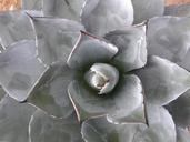 desert-plant-fettpflanze-botany-594548.jpg