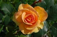 rose-yellow-flower-romance-macro-621248.jpg