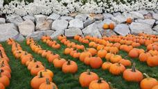 fall-pumpkin-halloween-orange-1457545.jpg