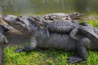 alligator-animal-reptile-nature-707460.jpg