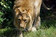 lion-frontal-cat-males-mane-400280.jpg