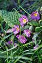 primrose-spring-garden-purple-711714.jpg