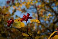 berries-fruits-red-tree-leaves-228135.jpg