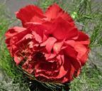 red-carnation-fern-garden-flower-597798.jpg