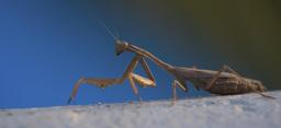 praying-mantis-macro-blue-1097404.jpg