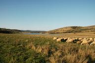 pasture-sheep-landscape-field-fall-586876.jpg