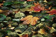 autumn-leaves-stones-golden-autumn-979667.jpg