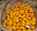 citrus-kumquats-fruit-lemon-1067580.jpg