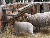 sheep-lamb-farm-livestock-434890.jpg