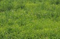 green-grass-grassland-weeds-142049.jpg