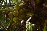 coconut-tree-coco-greens-nature-260757.jpg