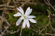 magnolia-white-star-magnolia-317448.jpg