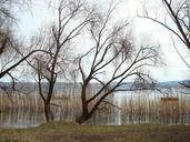 shrubs-bush-water-lake-sky-nature-116201.jpg