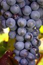 grapes-bunch-fruit-vine-ripe-leaf-498729.jpg