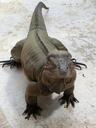 iguana-lizard-reptile-animal-scaly-510309.jpg