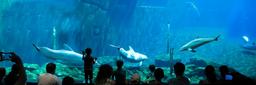 aquarium-dolphins-underwater-diving-1657479.jpg