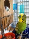 parrots-birds-couple-parrot-cage-748783.jpg