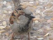 sparrow-bird-close-up-zoom-252697.jpg