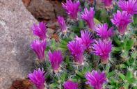 cactus-flower-cactus-flower-plants-782453.jpg