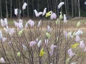 easter-feathers-nature-colors-bush-1320963.jpg