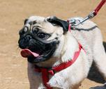 dog-white-pug-dog-leash-fight-dog-390410.jpg