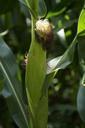 corn-on-the-cob-fodder-maize-corn-421946.jpg