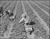 San_Jose,_California._Farm_family_in_their_strawberry_field_a_few_days_before_evacuation._-_NARA_-_537661.jpg