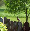 robin-singing-summer-spring-sunny-70952.jpg