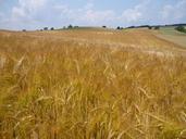 wheat-field-wheat-cereals-362926.jpg