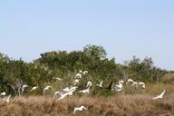 Flock_of_Ibis.jpg