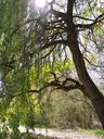 willow-tree-sunlight-willow-tree-1199042.jpg