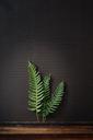 fern-plant-nature-fern-plant-1250222.jpg