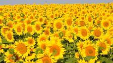 sunflower-yellow-flower-843419.jpg