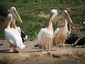 pink-pelican-group-watering-hole-1536362.jpg