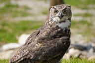 owl-raptor-bird-bird-of-prey-829979.jpg