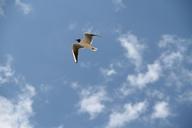 seagull-bird-flight-1479951.jpg