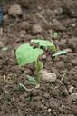 beans-seedling-rostock-plant-782096.jpg