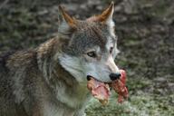 wolf-predator-food-carnivores-1598966.jpg