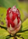 rhododendron-red-bud-evergreen-373444.jpg