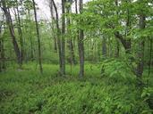 Ferns around trees.jpg