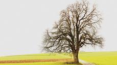 tree-landscape-fields-season-636593.jpg