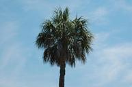 palm-tree-blue-sky-palm-tree-1011023.jpg